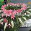 HY wholesale floral foam for fresh flowers & wedding decoration