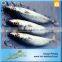 Frozen Whole Round Mackerel