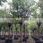 Ficus Lacor