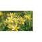 St. John's Wort Extract.Hypericins/UV.Hyperforin/HPLC.（rossonl@huacheng-biotech.com）