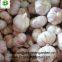 Chinese fresh garlic normal white garlic pure white garlic dry garlic