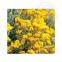 Supply of Quality Perpetual Flower Essential Oil