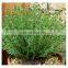 100% Natural Organic Herb Dried Thyme Leaves/Cheapest Price Dried Thyme Leaves from Vietnam