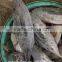 Frozen bonito from China seafood exporter with size 750-3000 g / pcs