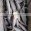 supply frozen indian mackerel