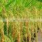 super absorbent polymer powder for agriculture planting