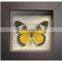 Shabby Chi Glass Printing Wooden Framed With Butterfly