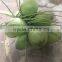 FRESH GREEN COCONUT - VIETNAM - HIGH QUALITY - +84-903380152