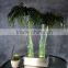 Tropical Palm tree, for table top decoration.