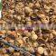 Best Sell no Chemical Barbecue Coconut Shell Charcoal Briquettes
