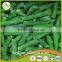 Vegetables New Season Frozen Whole and Cut Green Beans