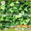 delicious health chinese frozen fresh frozen broccoli have a good sale in bulk