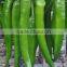 Hot sale hybrid high yield chili pepper seeds for growing-Xian Mei