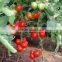 Good quality Hybrid red fruit Tomato seeds for growing- Holland No.4