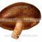 IQF SHIITAKE MUSHROOM FRESHMUSHROOM