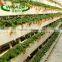 Three-dimensional greens Planting trough for Onion planting
