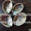 natural raw thick chinese river triangle shell/raw shells