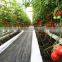 PE film coverd plastic tunnel greenhouse used for vegetables and fruits