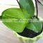 artificial real touch orchid with ceramic pot factory direct wholesale