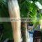 wholesale silky straight blond ombre color 1b-613 peruvian hair extensions with lace closure