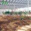 2017 Hot Selling Single Span Solar Agriculture Greenhouse For Tomato In China