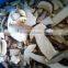 Frozen Boletus Edulis, Slices, grade A