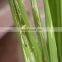 UNIOASIS Monosultap WP for Rice and Shrimp Fields Kill for Chilo Suppressalis Purplish Rice Borer 63% Monosultap