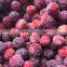 New Crop IQF Frozen Red Bayberries Frozen Chinese Bayberry