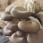 Fresh mushroom (WWWdotSULEN-INDdotCOM)