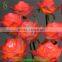 12V lighted rose artificial led flower light for indoor outdoor decoration