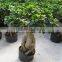 Natural palnts ficus bonsai trees for sale for export