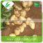 China supplier fresh potato buyers