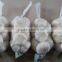 Fresh Garlic Supplier In China