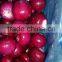 Processed Fresh peeled onion directly from factory