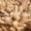 Fresh mature ginger
