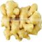 Chinese Fresh Ginger in Hot Sale