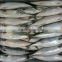 Chinese eastern ocean mackerel