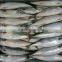 Chinese eastern ocean mackerel