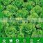 LT07 Duoke high yield green lettuce seeds, quality leaf vegetable seeds