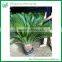 Cycas Revoluta with Leaves for sale