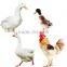 Saving---time Poultry Broiler Chicken Scalding Machine