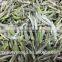 Hot-sale Loose Tea, Bai Hao Yinzhen Silver Needle White Tea