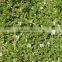 BACOPA DRY EXTRACT