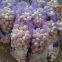Best Quality 5.5cm Purple Garlic Packed In Mesh Bag