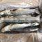china frozen gutted grey mullet frozen grey mullet fish frozen grey mullet price