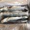 frozen gutted grey mullet frozen grey mullet fish frozen grey mullet price