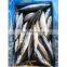 BQF mackerel bait frozen chub mackerel frozen pacific mackerel fish