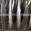 2015 Hung Frozen Spanish Mackerel Whole Gutted