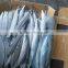 Frozen pacific saury scientific name Cololabis saira
