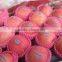 2015 Shandong origin fresh fuji apple